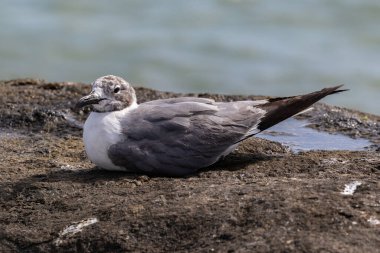 Laughing gull (Larus atricilla), on the island of Aruba. Sitting on rock offshore. Ocean in the background.  clipart