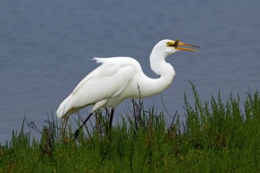 Great Egret (Ardea Alba), Kaliforniya 'nın Huntington Sahili yakınlarındaki bataklıklarda gagasında balık tutuyor. Yeşil bitkilerde yürümek, arka planda mavi su. 