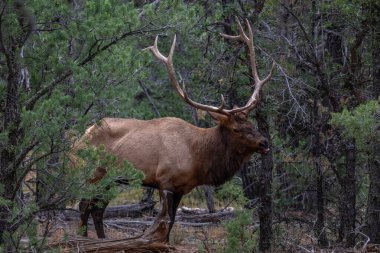 Rocky Mountain Elk (Cervus canadensis) in Grand Canyon National Park, Arizona. Standing amid pine trees; large antlers.  clipart