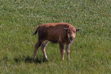 Genç dana, American Plains Bison (bizon bizonu) çimenlik alanda duruyor. Büyük Kanyon 'un Kuzey Halkası' nda..