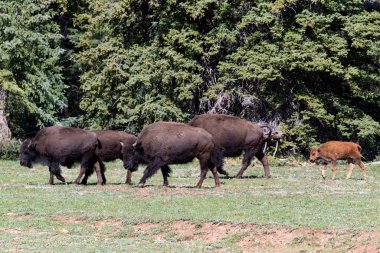 Büyük Kanyon 'un Kuzey Şeridi' ndeki açık çim tarlasında yürüyen bizon bizonu sürüsü. Genç Bison arkada. Arka planda çam ormanı. 