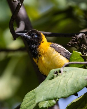 Aruba adasındaki bir ağaç dalına tünemiş muz suyu (Coereba flaveola). 