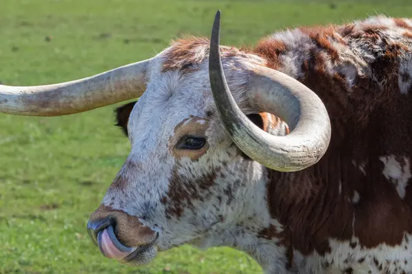 Teksas Longhorn ineğinin yakın plan portresi, kahverengi ve beyaz benekli. Dil görünür. Arka planda yeşil otlak var. Henrietta, Teksas. 