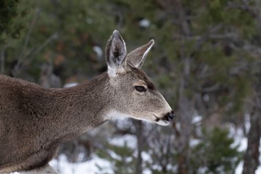 Kışın Grand Canyon Ulusal Parkı 'nda yakın plan portre, genç katır geyiği (Odocoileus hemionus). Orman ve kar arka planda
