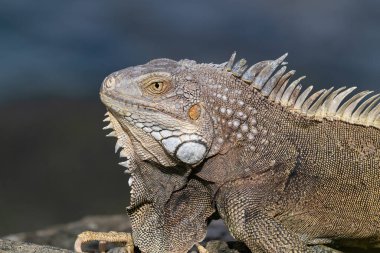 Aruba adasında Green Iguana (Iguana iguana) 'ya yakın çekim. Sola bak, arkada okyanus var.. 