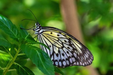 Leopar Lacewing kelebeği (Cethosia cyane) mor çiçekler üzerinde, Aruba adasında. Arkaplanda yeşil bitkiler.