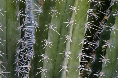 Arizona 'nın Sonoran Çölü' nde kaktüs kapanışı. Tesise paralel, düz çizgiler halinde iğneler geliyor.. 