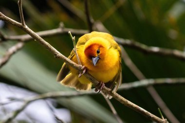 Taveta altın dokumacı (Ploceus castaneiceps), dal üzerine tünemiş, aşağı bakıyor. Arkaplanda ağaç dalları ve yapraklar. 