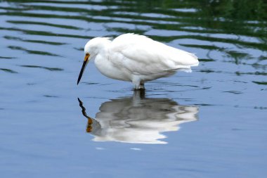 Karlı Akbalıkçıl (Egretta thula) Huntington Sahili, Kaliforniya 'da sulak alanlarda balık tutuyor. Aynadaki yansıması... 