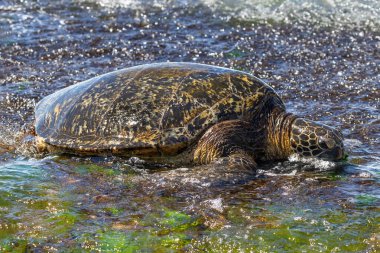 Yeşil Deniz Kaplumbağası 'nın (chelonia mydas) Oahu, Hawaii sahilindeki yakın görüntüsü. Kayaların ve yeşil deniz yosunlarının üzerinde yatarken. 