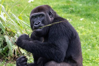 Genç batı gorili (goril goril) bir dalın yapraklarını yiyor. Yüzünde kaşlarını çatan ifade.  