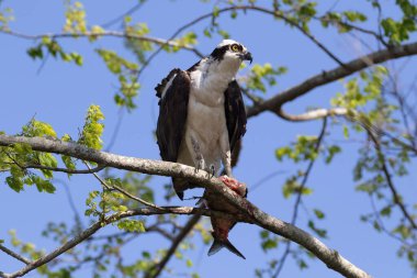 Osprey (Pandion haliaetus), kısmen yenmiş bir balığı pençelerinde tutarak bir ağaç dalına tünemiştir. Yana bakıyor. Yukarıdaki mavi gökyüzü. Apopka Gölü, Florida. 