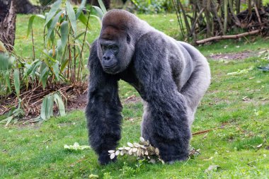 Batı Lowland Gorili (goril goril) otların üzerinde dört ayak üzerinde yürüyor. Arkaplanda yeşil bitkiler.