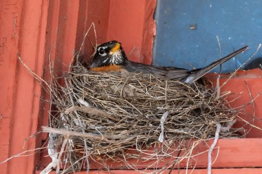 Amerikalı Robin (Turdus migratorius) bir pencere pervazında yuvasında oturuyor. Concordia, Kansas. 