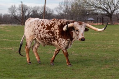 Teksas Longhorn 'u kırmızı ve beyaz benekli paltolu, çimenli çayırlarda yürüyor. Arka planda ağaçlar. Henrietta, Teksas 'ta. 