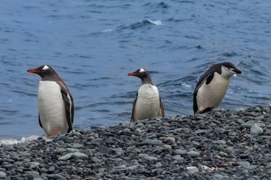 Chinstrap pengueni (Pygoscelis antarcticus) ve Gentoo penguenleri (Pygoscelis papua) Antarktika Yarımadası 'nın kayalık sahillerinde bir grup halinde dururlar. Arka planda mavi okyanus. 