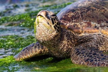 Yeşil Deniz Kaplumbağası 'nın (chelonia mydas) Oahu, Hawaii sahilindeki yakın görüntüsü. Yeşil yosun yiyorum. Arkaplanda okyanus.