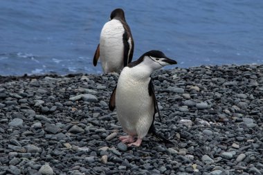 Bir çift Chinstrap pengueni (Pygoscelis antarcticus) Antarktika Yarımadası 'nın kayalık kıyısında durmaktadır. Arka planda mavi okyanus. Biri yana bakıyor, diğeri yana bakıyor.. 