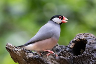 Java sparrow (Lonchura oryzivora) perched on deat tree log. Green plants in background. In Edward Youde Aviary, Hong Kong Park. clipart