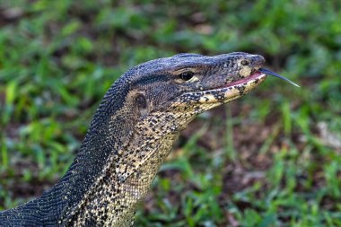 Closeup portrait of asian Water Monitor lizard (Varanus salvator) in Lumphini Park, downtown Bangkok. Green grass in the background.  clipart