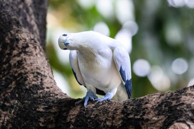 pied imperial pigeon(Ducula bicolor) on tree limb. Looking to the side. In Hong Kong.  clipart