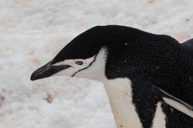 Chinstrap Pengueni 'nin (Pygoscelis antarcticus) kayaların ve karın üzerinde durduğu yakın plan. Yüzgeçler açılır. Antarktika Yarımadasında.