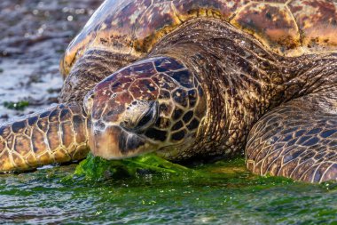 Yeşil Deniz Kaplumbağası 'nın (chelonia mydas) Oahu, Hawaii sahilindeki yakın görüntüsü. Yeşil yosun yiyorum. Arkaplanda okyanus.
