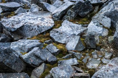 Antarktika yarımadasının hemen açıklarındaki bir adada kayalar ve yosunlar büyüyor.. 