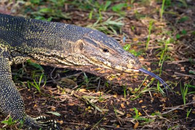 Bangkok şehir merkezindeki Lumphini Park 'taki Asyalı Su İzleme Kertenkelesi (Varanus Kurtarıcısı) portresi. Arka planda yeşil çimen. 