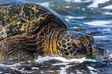 Yeşil Deniz Kaplumbağası (chelonia mydas) Oahu, Hawaii sahilinde suyla çevrili. Arkaplanda okyanus.