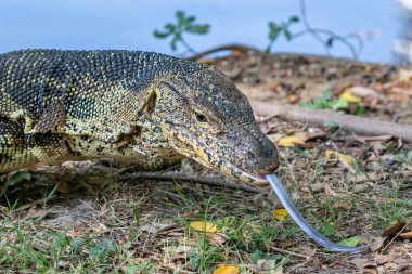 Lumphini Park, Bangkok, Tayland 'daki göl kıyısındaki Asya Su İzleme Kertenkelesi (Varanus Kurtarıcısı). Dil uzatıldı. 