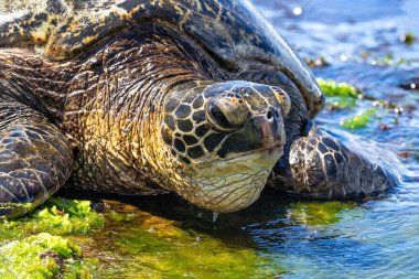 Yeşil Deniz Kaplumbağası 'nın (chelonia mydas) Oahu, Hawaii sahilindeki yakın görüntüsü. Kayaların ve yeşil deniz yosunlarının üzerinde yatarken. 