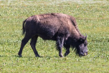 American Plains Bison (bizon bizonu) çim tarlasında otluyor. Büyük Kanyon 'un Kuzey Halkası' nda..