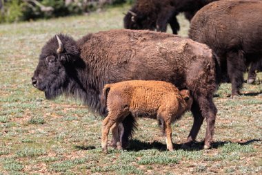 Yakın plan, genç Amerikan Bizonu (Bizon bizonu) annesiyle Büyük Kanyon 'un Kuzey Halkası' nda besleniyor. Arka plandaki diğer bizonlar. 
