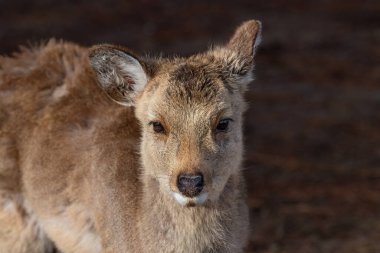 Yakın plan, Nara Park, Nara, Japonya 'da vahşi geyik. Şehirde özgürce dolaşan yaklaşık 1200 vahşi geyik var..