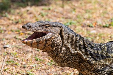 Lumphini Park, Bangkok, Tayland 'daki Lumphini Gölü' nde Asya Su İzleme Kertenkelesi (Varanus Kurtarıcısı). Ağız açık, çimen arka planda.. 