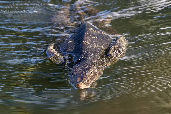 Tayland, Bangkok 'taki Lumphini Park gölünde yüzen Asya Su İzleme Kertenkelesi (Varanus Kurtarıcısı). Başı suyun üstünde, kameraya bakıyor..