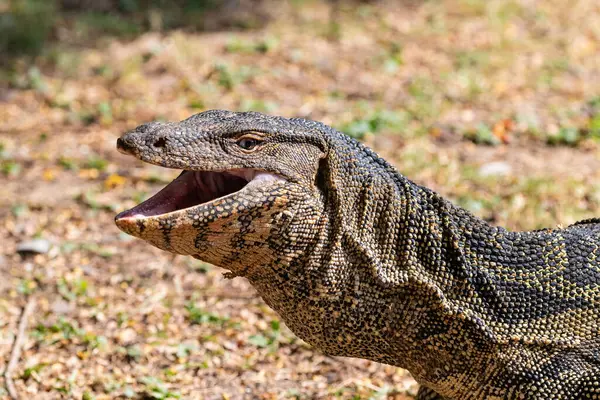 Lumphini Park, Bangkok, Tayland 'daki Lumphini Gölü' nde Asya Su İzleme Kertenkelesi (Varanus Kurtarıcısı). Ağız açık, çimen arka planda.. 