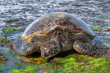 Yeşil Deniz Kaplumbağası 'nın (chelonia mydas) Oahu, Hawaii sahilindeki yakın görüntüsü. Kayaların ve yeşil deniz yosunlarının üzerinde yatarken. 