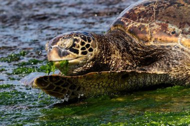 Yeşil Deniz Kaplumbağası 'nın (chelonia mydas) Oahu, Hawaii sahilindeki yakın görüntüsü. Flipper uzatıldı. Kayalara uzanıp yeşil deniz yosunu yiyorlar.. 