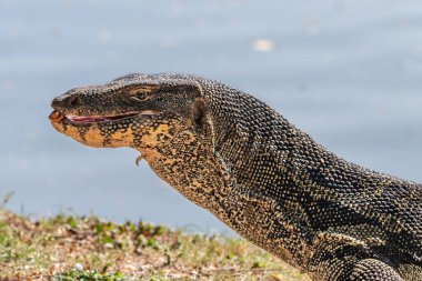 Bangkok şehir merkezindeki Lumphini Park 'taki Asyalı Su İzleme Kertenkelesi (Varanus Kurtarıcısı) portresi. Arka planda göl. 