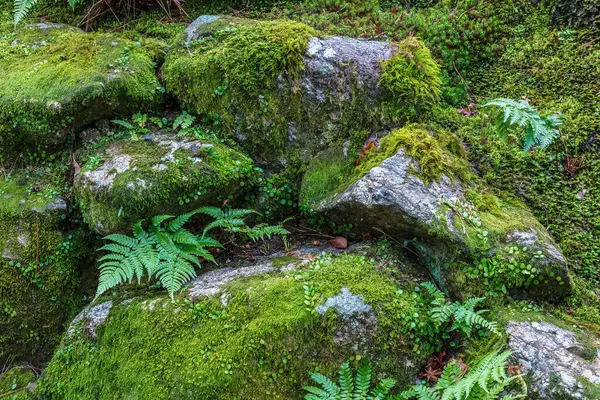 Japonya 'nın Nara kentindeki Yoshikien Garden' da eğrelti otları ve Japon yosunları büyür..