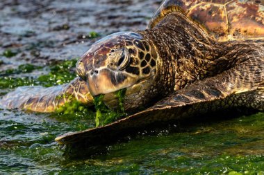 Yeşil Deniz Kaplumbağası 'nın (chelonia mydas) Oahu, Hawaii sahilindeki yakın görüntüsü. Flipper uzatıldı. Kayalara uzanıp yeşil deniz yosunu yiyorlar.. 