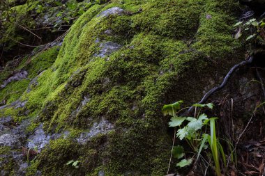 Monterey, California yakınlarındaki Redwood Ulusal Parkı 'ndaki şelalenin yakınındaki bir kaya parçasında taze yeşil yosun yetişiyor.. 