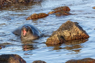 Kuzey Fil Foku (Mirounga angustirostris), Kaliforniya 'nın Cambria kentinin kuzeyinde. Baş geriye, ağız açık, çağırıyor..