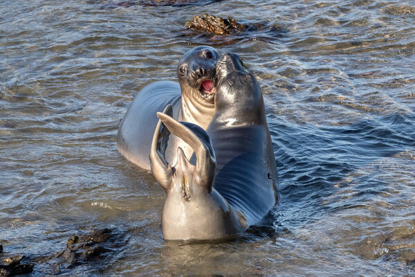 Pair of elephant seals (Mirounga angustirostris) in the water, on the beach north of Morro Bay, California. Heads together; one calling, the other with tail flippers in the air.  