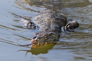 Tayland, Bangkok 'taki Lumphini Park gölünde yüzen Asya Su İzleme Kertenkelesi (Varanus Kurtarıcısı). Başın suyun üstünde, dilin uzamış.. 