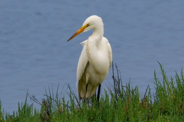 Karlı Akbalıkçıl (Egretta thula) Huntington Sahili, Kaliforniya 'da sulak alanlarda duruyor. Arka planda su. 