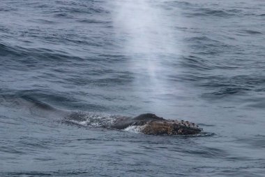 Kambur balina (Megaptera novaeangliae) Antarktika Yarımadası yakınlarındaki okyanus yüzeyinde esiyor..