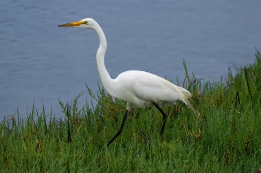 Great Egret (Ardea Alba), Huntington Sahili yakınlarındaki sulak alanlarda yeşil çimlerde yürüyor. Arka planda mavi su. 